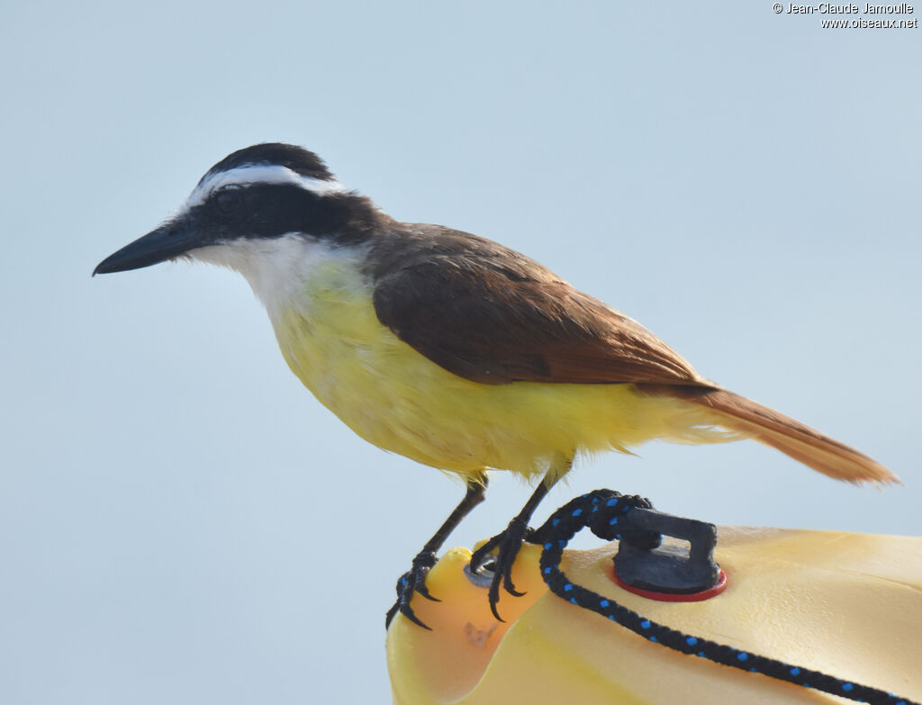 Great Kiskadee