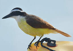 Great Kiskadee