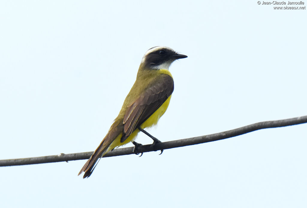 Social Flycatcher