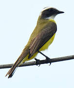 Social Flycatcher