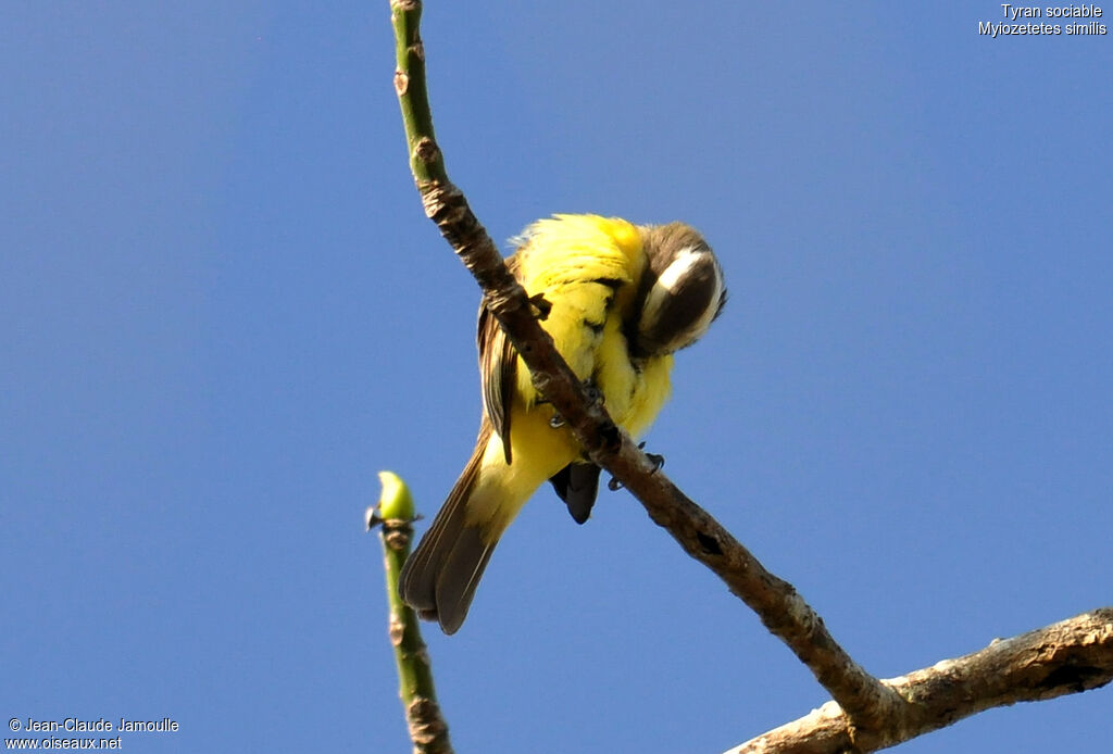 Social Flycatcher