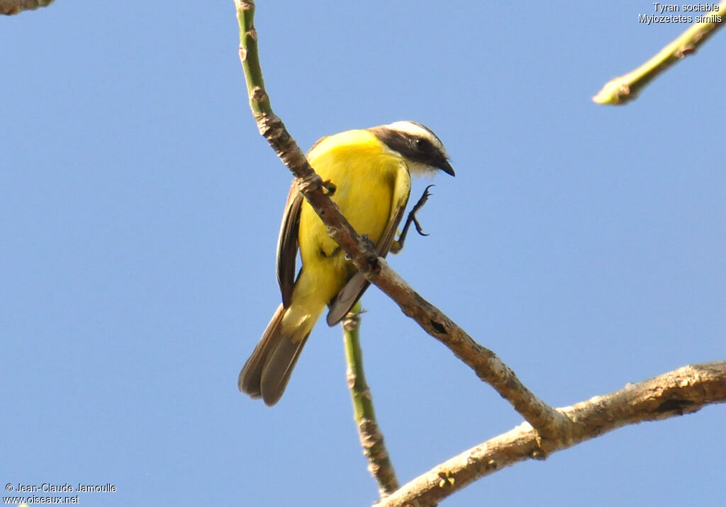 Social Flycatcher