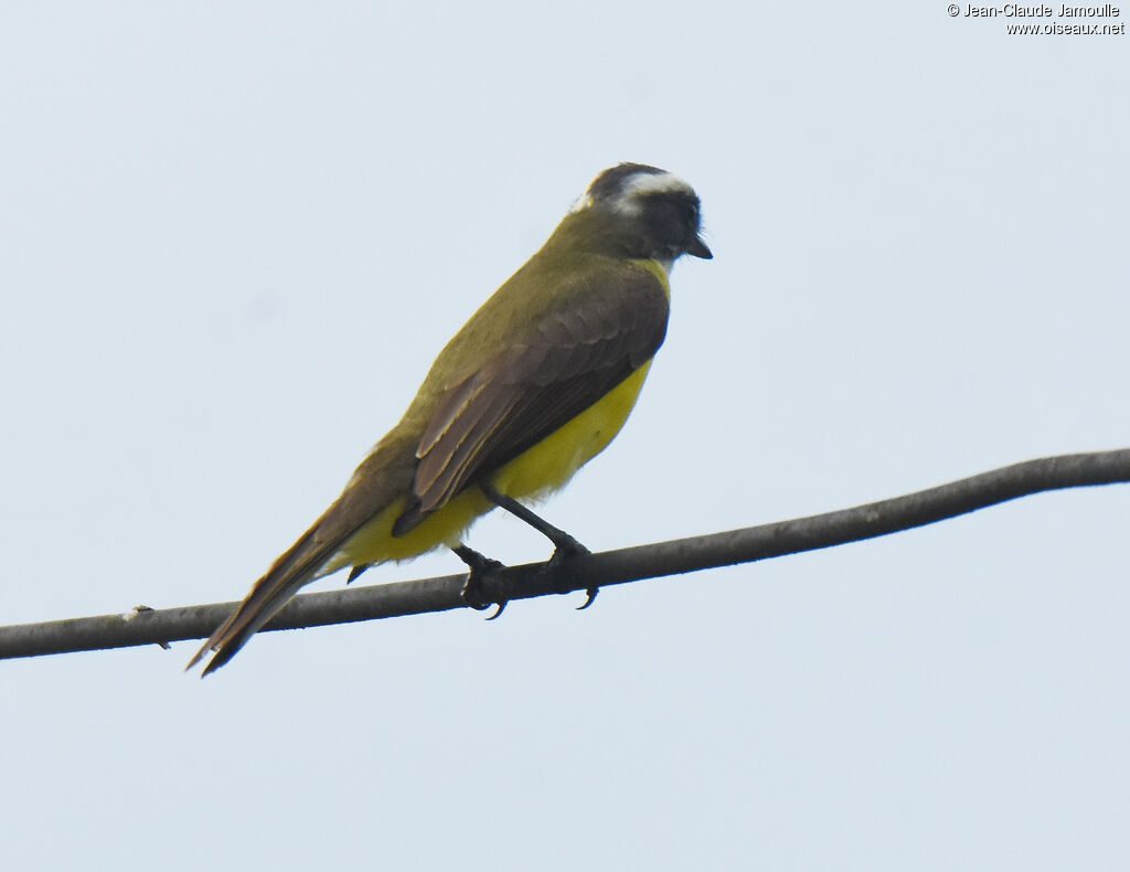 Social Flycatcher