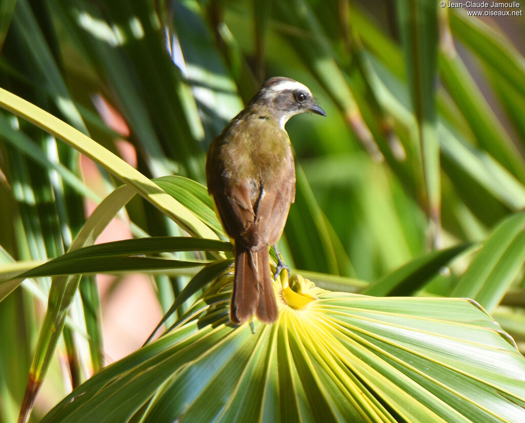 Social Flycatcher