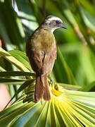 Social Flycatcher