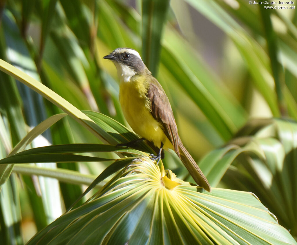 Social Flycatcher