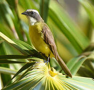 Social Flycatcher