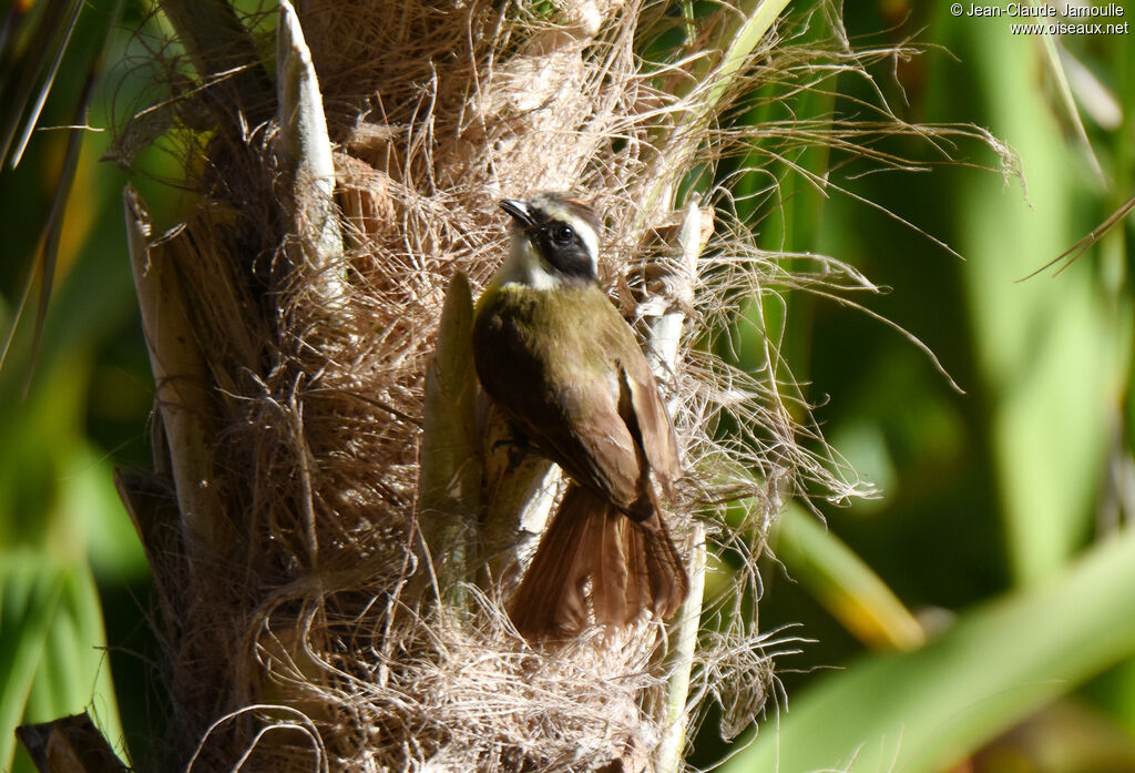 Social Flycatcher