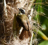 Social Flycatcher