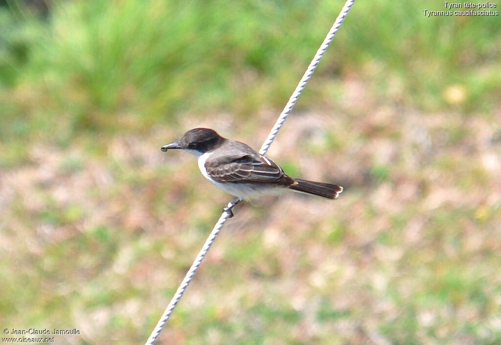 Loggerhead Kingbird, feeding habits, Behaviour