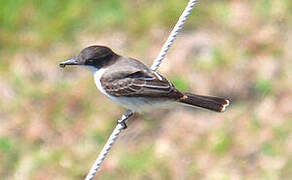 Loggerhead Kingbird