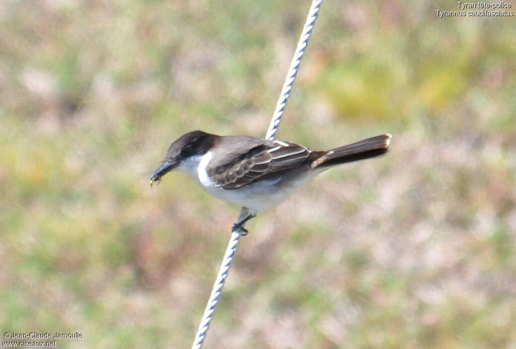 Loggerhead Kingbird, feeding habits