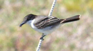 Loggerhead Kingbird