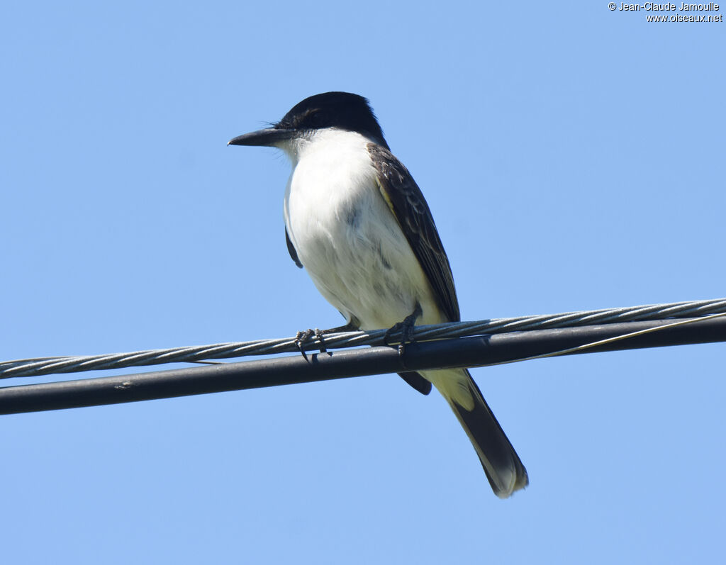 Loggerhead Kingbird