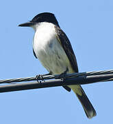 Loggerhead Kingbird