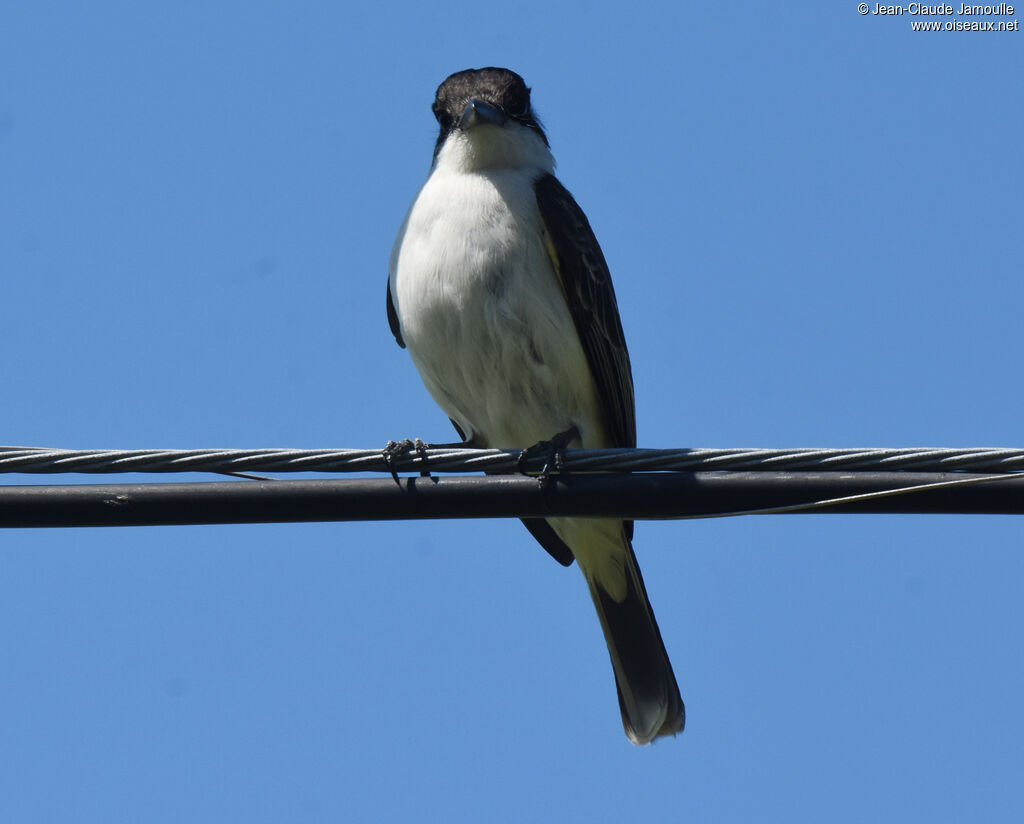 Loggerhead Kingbird