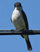 Loggerhead Kingbird