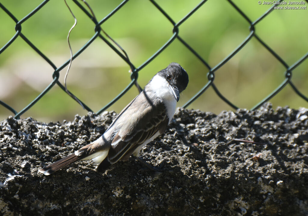 Loggerhead Kingbird