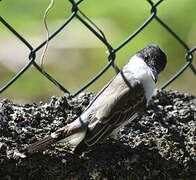 Loggerhead Kingbird