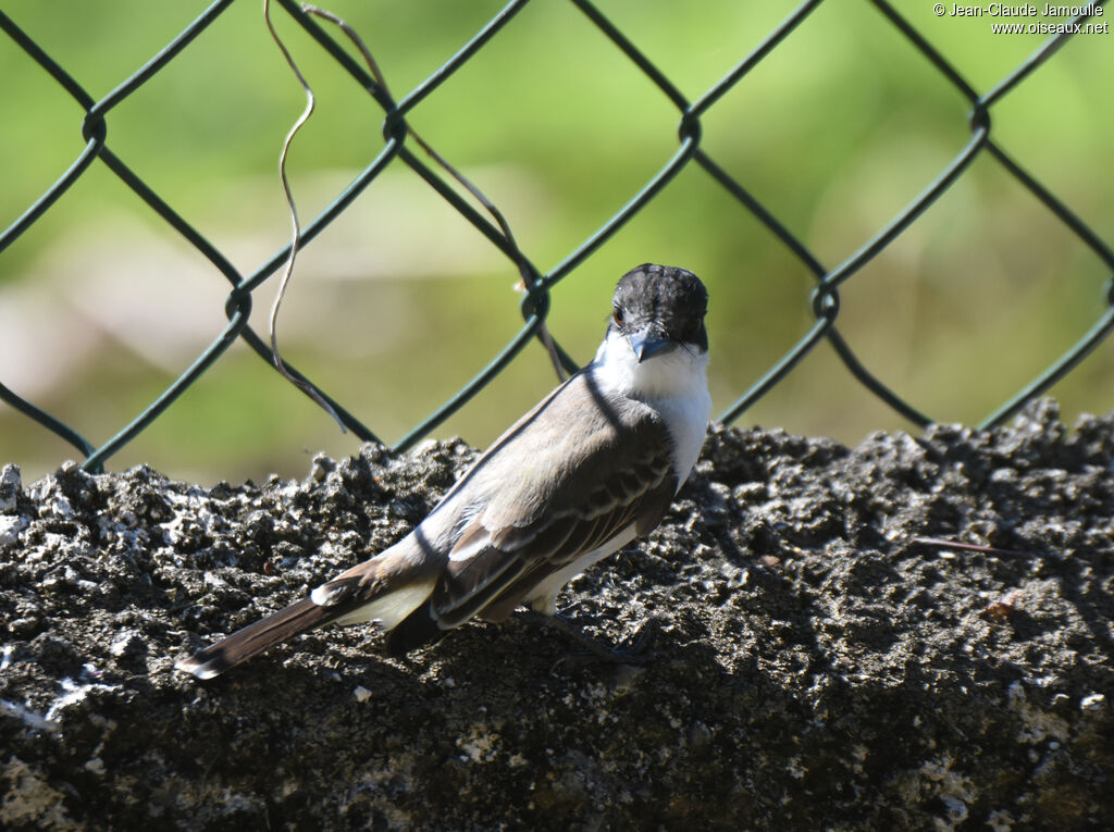 Loggerhead Kingbird