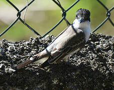 Loggerhead Kingbird