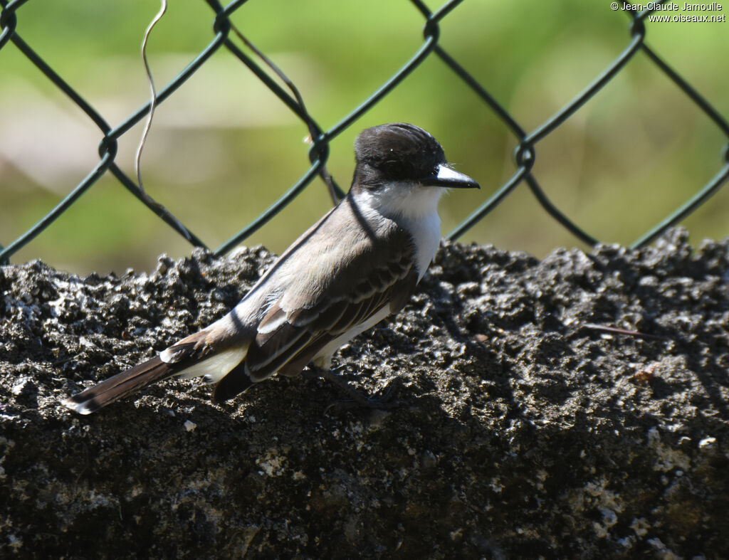 Loggerhead Kingbird