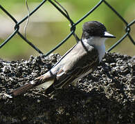 Loggerhead Kingbird