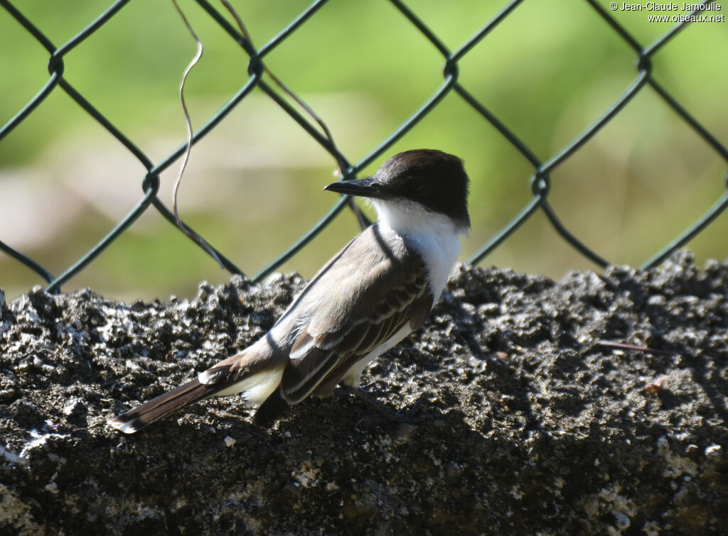 Loggerhead Kingbird