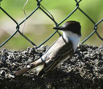 Loggerhead Kingbird