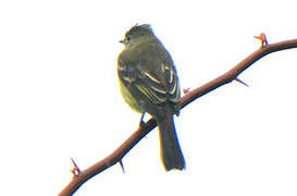 Southern Beardless Tyrannulet