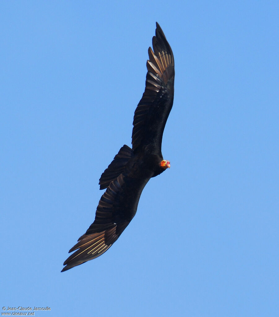 Lesser Yellow-headed Vulture, Flight