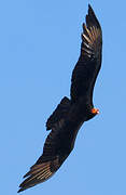 Lesser Yellow-headed Vulture