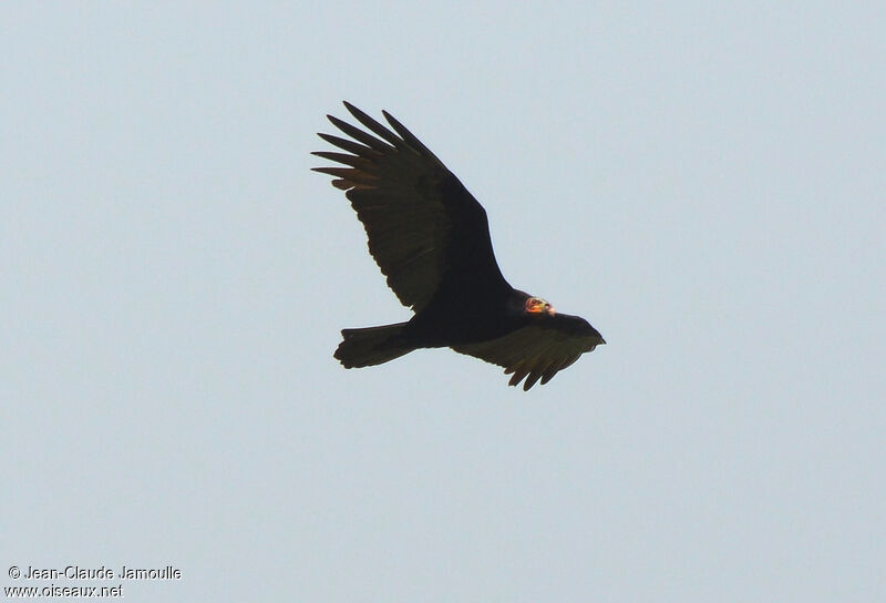 Lesser Yellow-headed Vulture, Flight