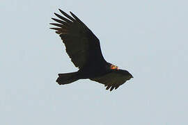 Lesser Yellow-headed Vulture