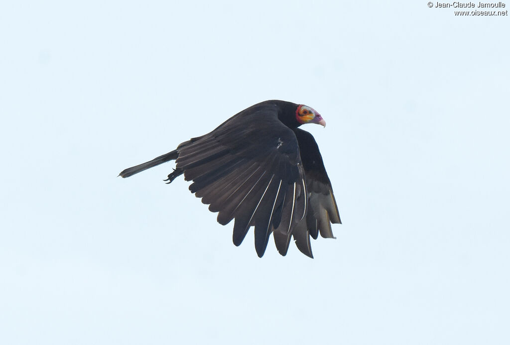 Lesser Yellow-headed Vulture