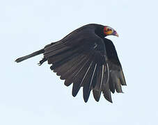 Lesser Yellow-headed Vulture