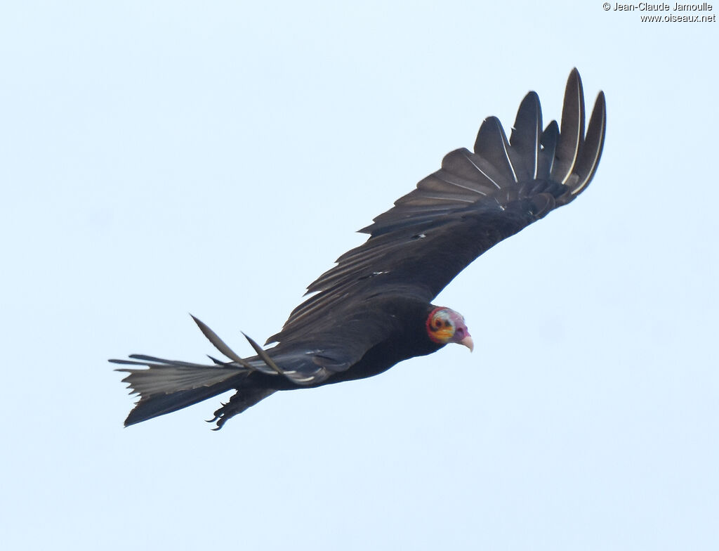 Lesser Yellow-headed Vulture