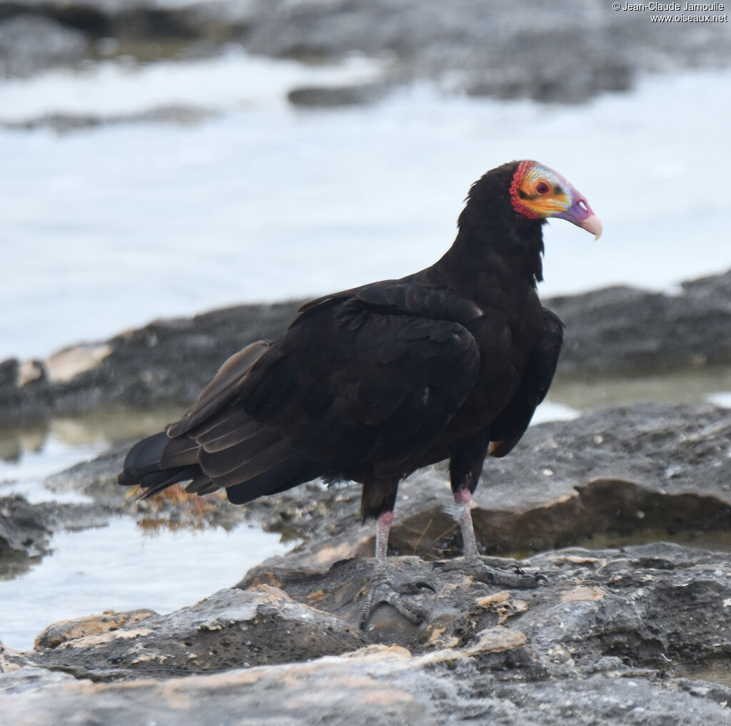 Lesser Yellow-headed Vulture