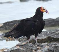 Lesser Yellow-headed Vulture