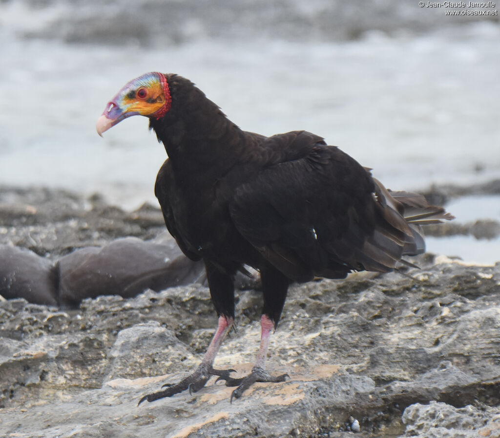 Lesser Yellow-headed Vulture