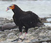 Lesser Yellow-headed Vulture