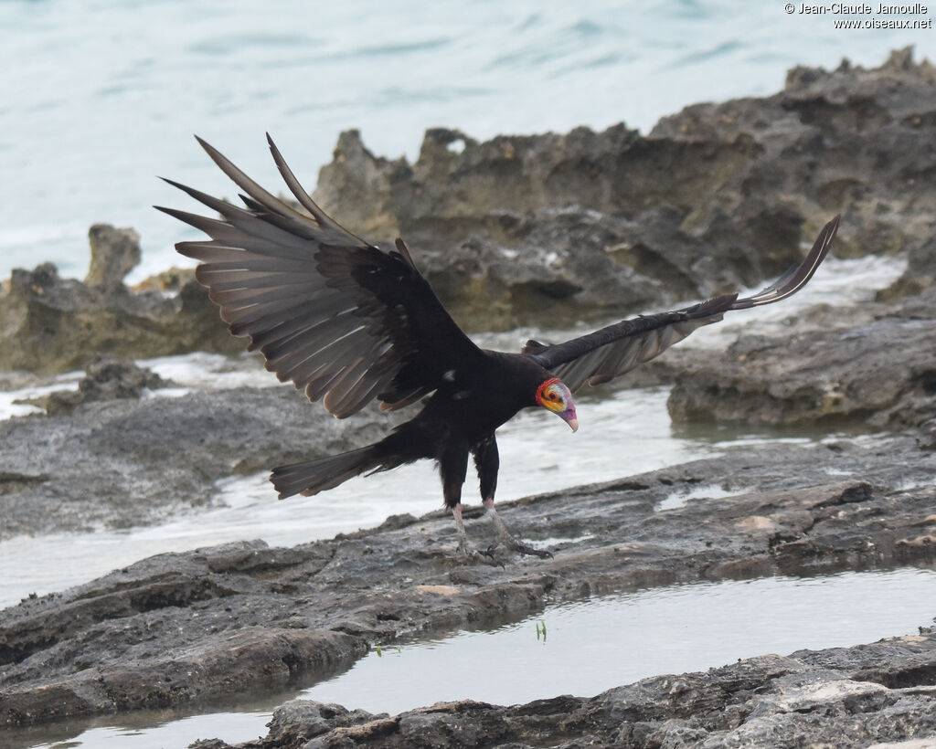 Lesser Yellow-headed Vulture