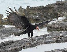 Lesser Yellow-headed Vulture