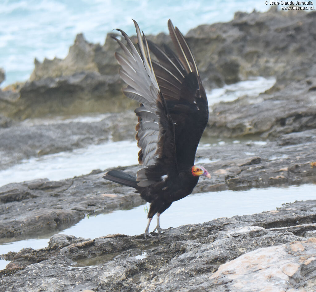 Lesser Yellow-headed Vulture