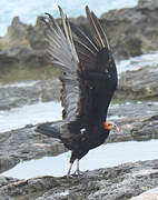 Lesser Yellow-headed Vulture