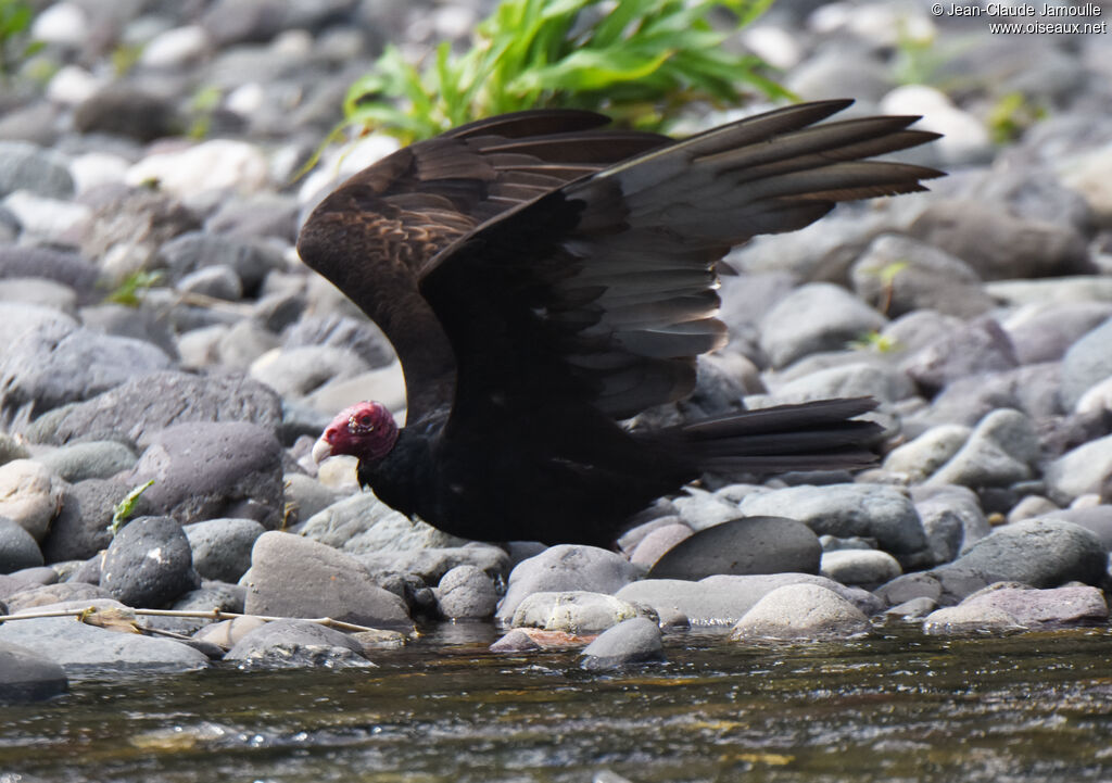 Turkey Vulture