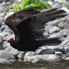 Urubu à tête rouge