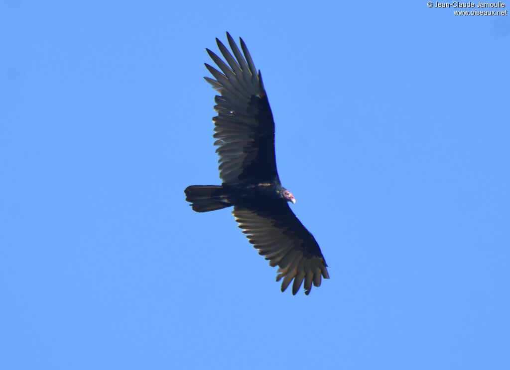 Urubu à tête rouge