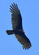 Turkey Vulture