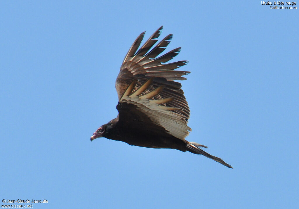 Turkey Vulture, Flight